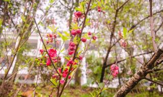 三月八日是什么节日